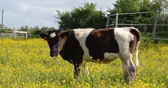 La vache Bretonne Pie-Noir, qui adore les caresses ! La vache Bretonne Pie-Noir, qui adore les caresses !