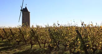 moulin-montjean-loire-vigne moulin-montjean-loire-vigne