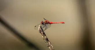 Mare aux libellules