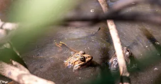 Mare aux libellules
