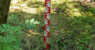 Mare aux libellules