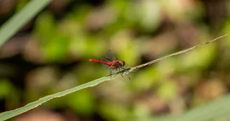 Mare aux libellules