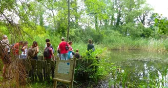 Mare aux libellules