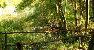Mare aux libellules