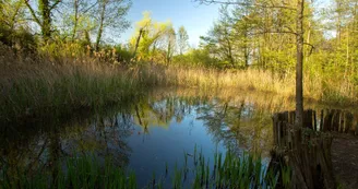 Mare aux libellules