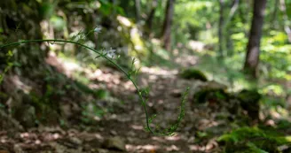 Sentier botanique de Barnas