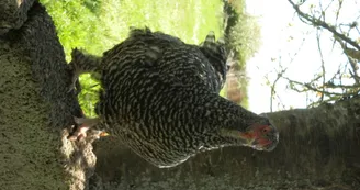 Camping à la Ferme