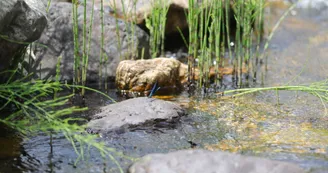 Balade et pique nique au bord de la rivière avec mon âne Balade et pique nique au bord de la rivière avec mon âne