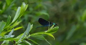 Balade et pique nique au bord de la rivière avec mon âne Balade et pique nique au bord de la rivière avec mon âne