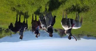 Promenades et randonnées à cheval Promenades et randonnées à cheval