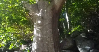 Les Faysses de l'Hêtre Les Faysses de l'Hêtre