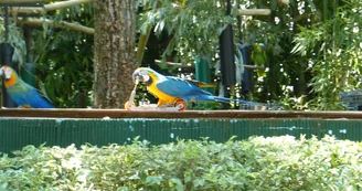 Le Parc des Perroquets Le Parc des Perroquets