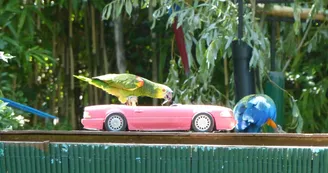 Le Parc des Perroquets Le Parc des Perroquets