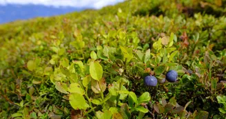 La Ferme des Plaisirs Simples