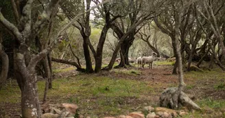 Figari Corsica Collection Figari Corsica Collection