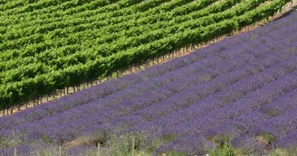 YELLOH! VILLAGE - DOMAINE PROVENCAL YELLOH! VILLAGE - DOMAINE PROVENCAL