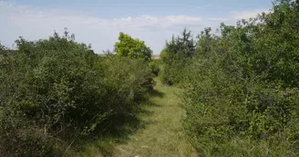 L'espace naturel sensible de la Pelouse de Grand Vau L'espace naturel sensible de la Pelouse de Grand Vau