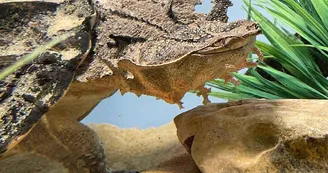 bébé tortue