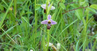 orchidées sauvages vic-bilh 2 orchidées sauvages vic-bilh 2