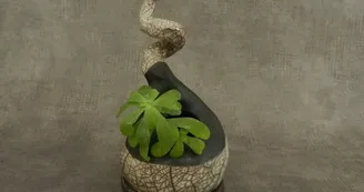 Pot Graine