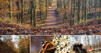 foret de buzet foret de buzet