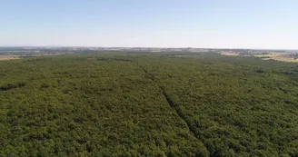foret de BUZET Léo MORA foret de BUZET Léo MORA
