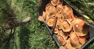 champignons champignons
