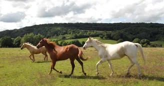 champagne 52 nature faune chevaux phl 6505._1