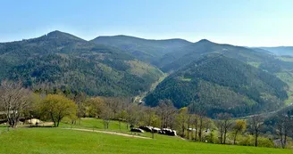 Belvédère du col de Fréland Belvédère du col de Fréland