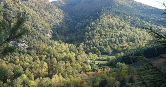 forêt forêt