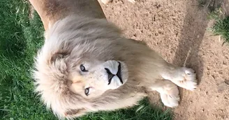 lion lion