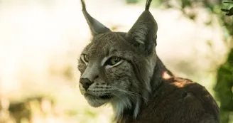 lynx lynx
