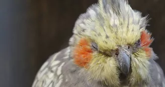 oiseau oiseau