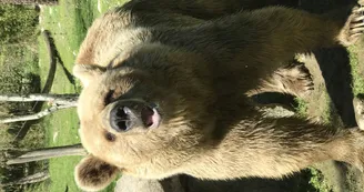 ours ours