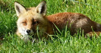 renard renard