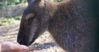 wallabies wallabies