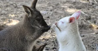 wallaby wallaby