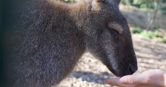 wallibies wallibies