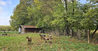 Chèvres Chèvres