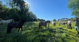 poneys-13 poneys-13