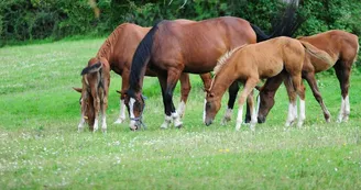 chevaux chevaux