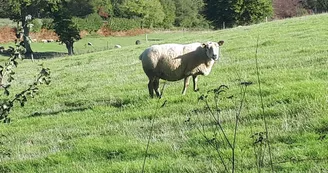 mouton mouton