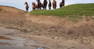 LES BATELIERS DES MARAIS DU COTENTIN LES BATELIERS DES MARAIS DU COTENTIN