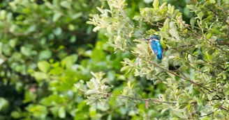 LES BATELIERS DES MARAIS DU COTENTIN LES BATELIERS DES MARAIS DU COTENTIN
