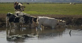 LES BATELIERS DES MARAIS DU COTENTIN LES BATELIERS DES MARAIS DU COTENTIN