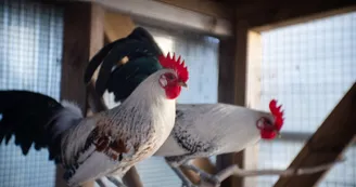 Animaux de la ferme 