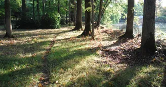 forêt forêt