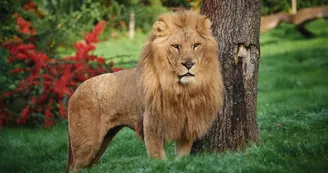 Zoo de la Flèche
