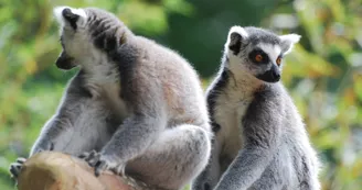 Zoo de la Flèche