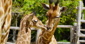 Zoo de la Flèche